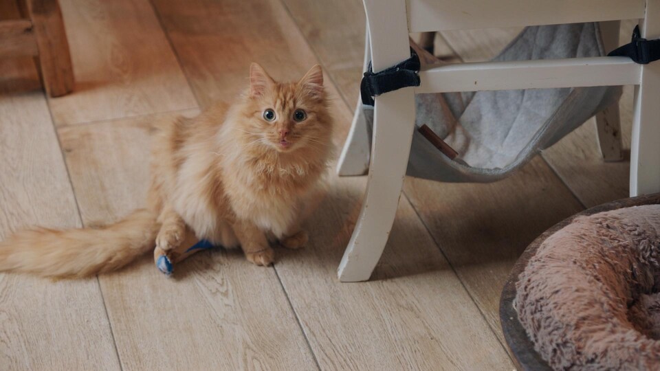 Arianne geeft gehandicapte katten een fijn thuis