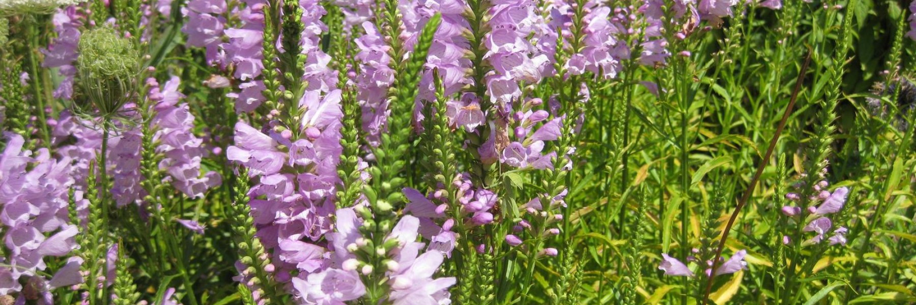 Physostegia Virginiana
