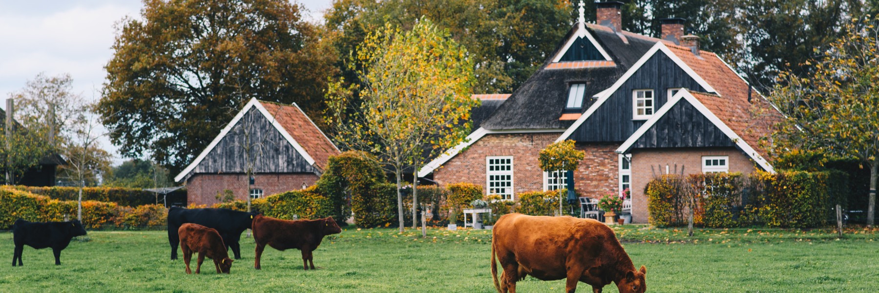 Koeien in weiland | Foto: Marjon Lukje