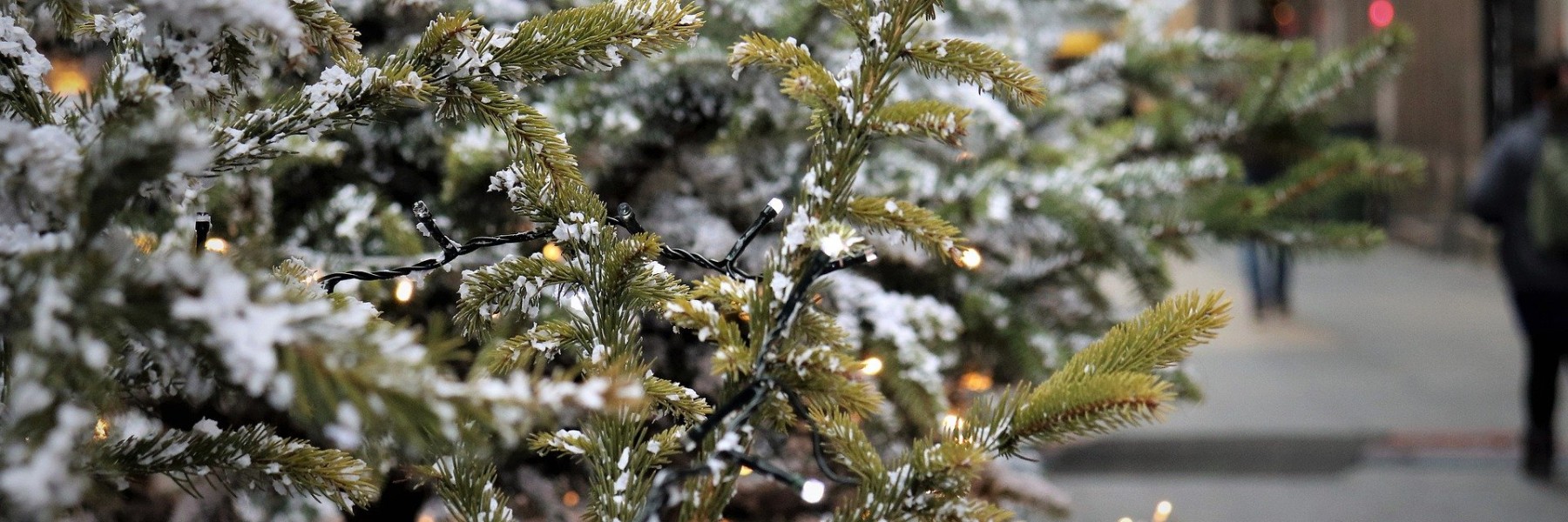 Kerstboom | Foto: Pixabay.com