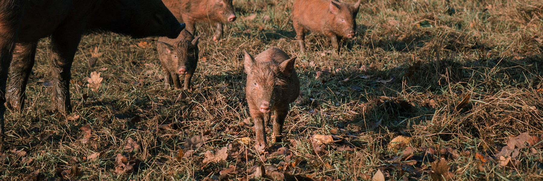 Tamworth varkens | Foto Sheena Schouwink