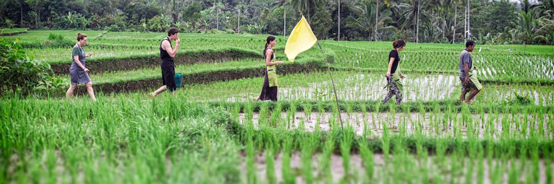 Meet Jack het team in de rijstvelden