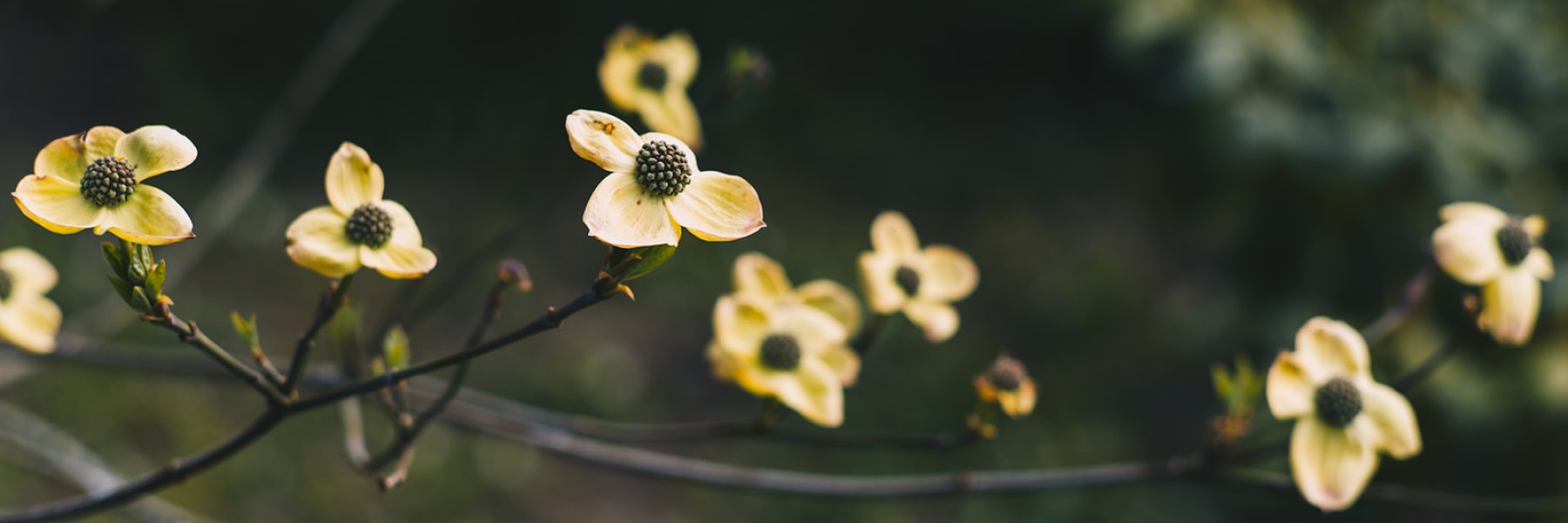 Ontluikende bloemen in het voorjaar | Foto: Marjon Lukje