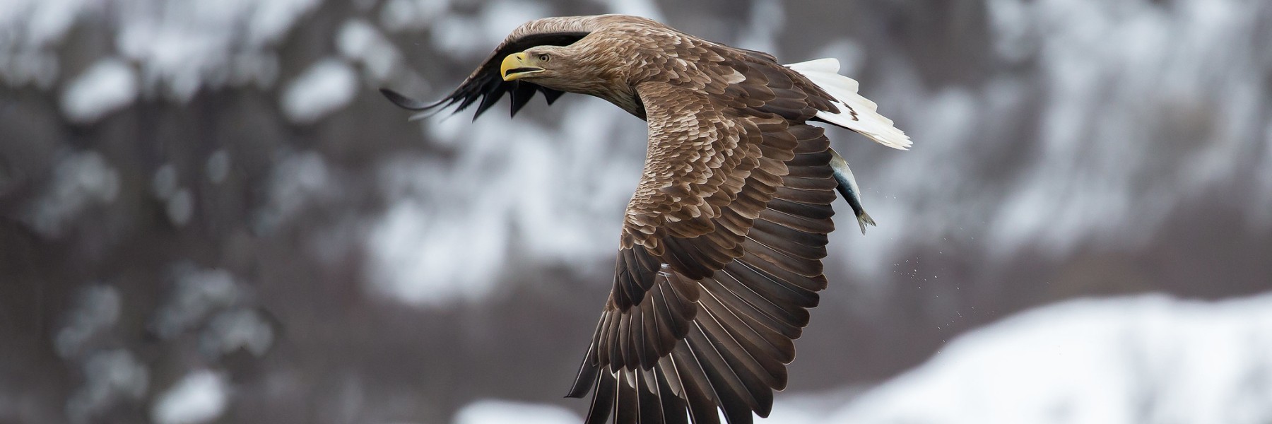 Zeearend | Foto: Martha de Jong - Lantink