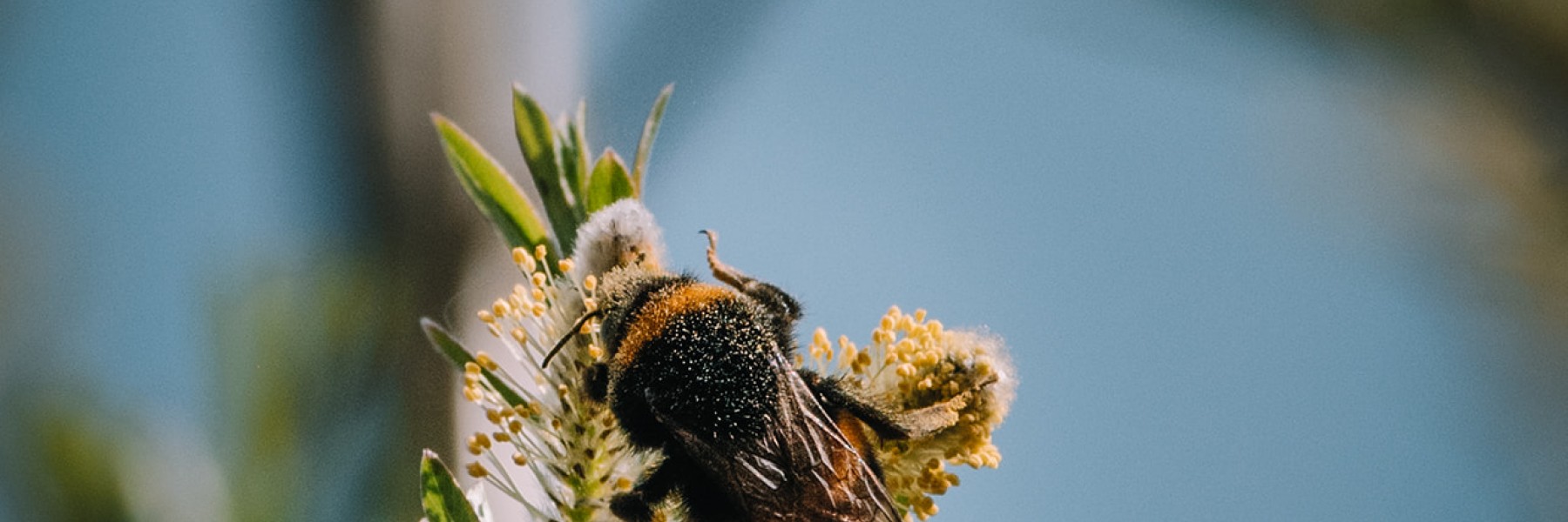 Hommel | Foto: Sheena Schouwink