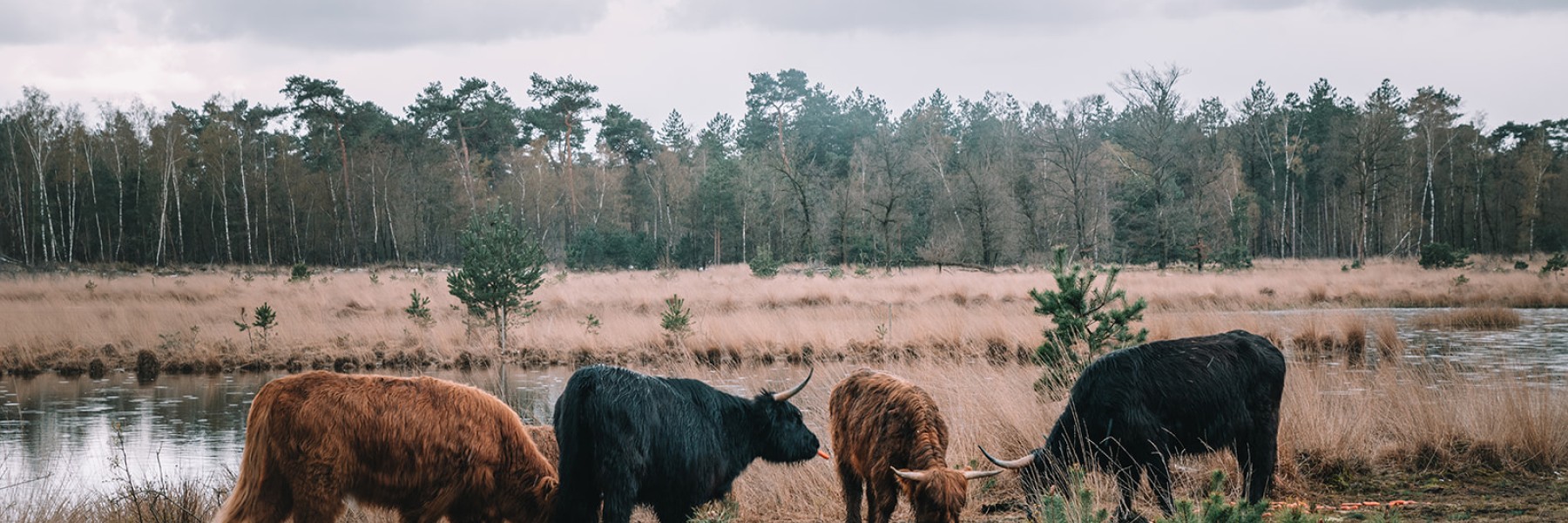 Hooglanders | Foto: Sheena Schouwink 