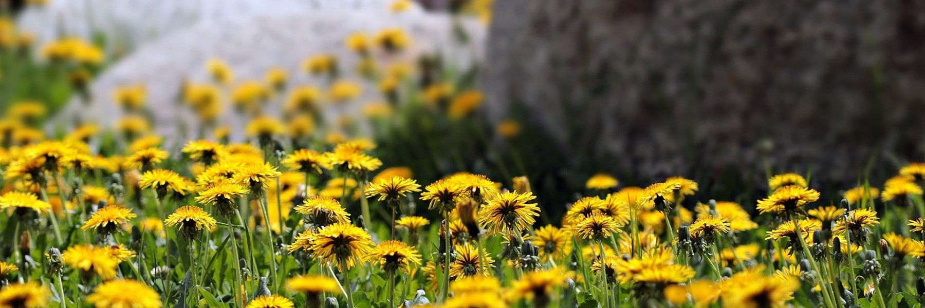 Een veld vol paardenbloemen | Foto: Pixabay
