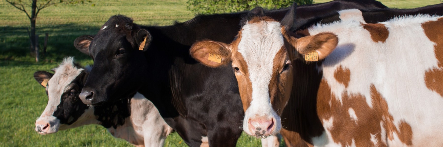 Koeien | Foto: Pixabay