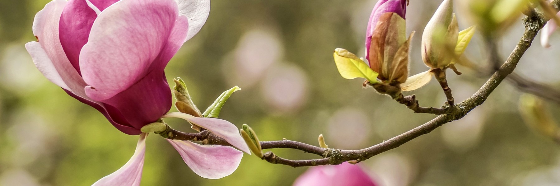 Magnolia | Foto: Pixabay