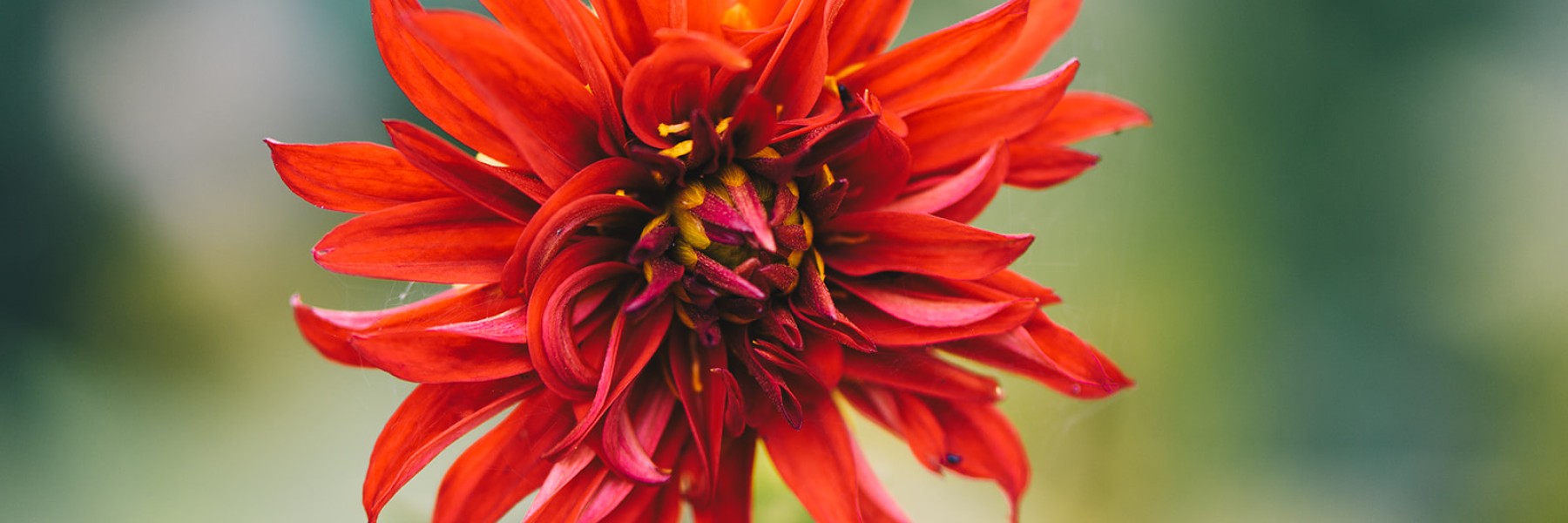 Eetbare tuin Ressen | Foto: Marjon Lukje