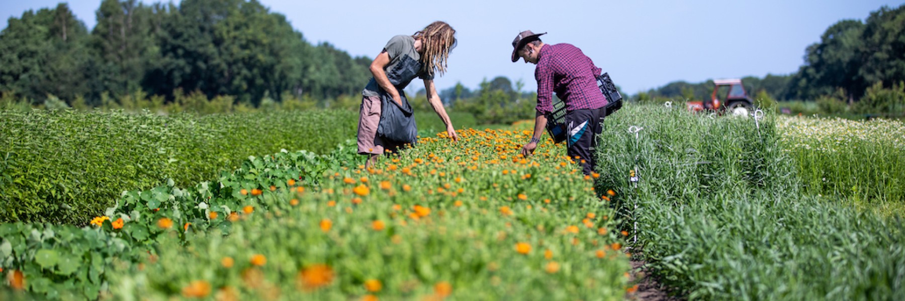 Biodynamische kruidentuin | Goudsbloem plukken | foto: Olle van der Weiden