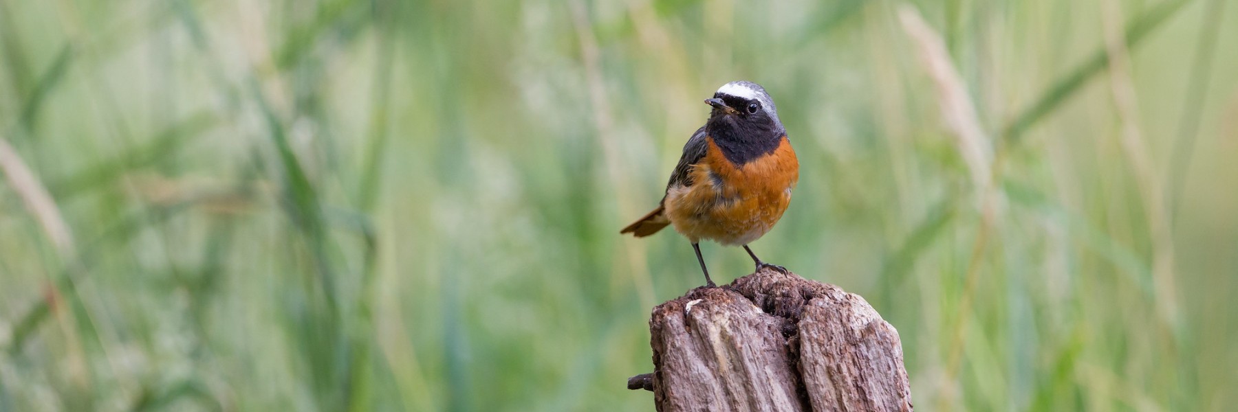 Gekraagde roodstaart | Foto: Martha de Jong-Lantink