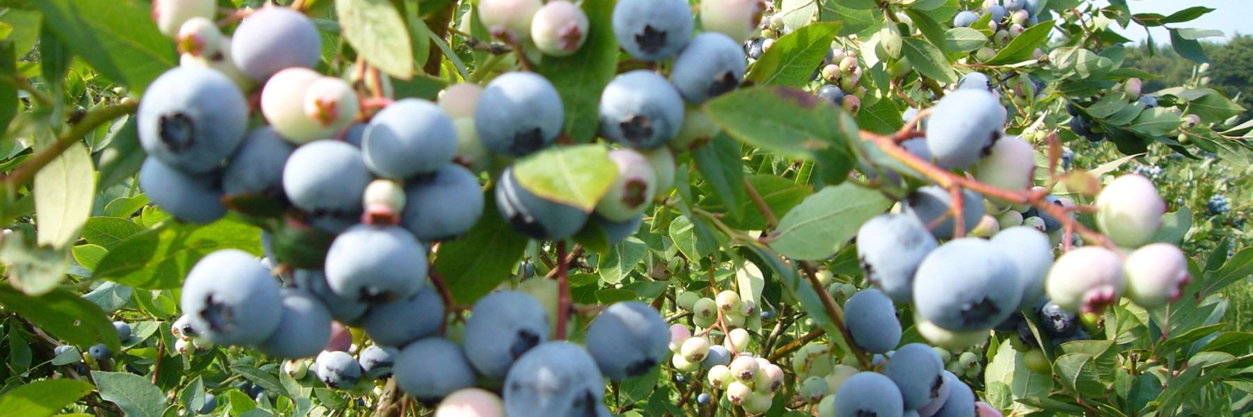 Bessen | Foto: Noorderbos