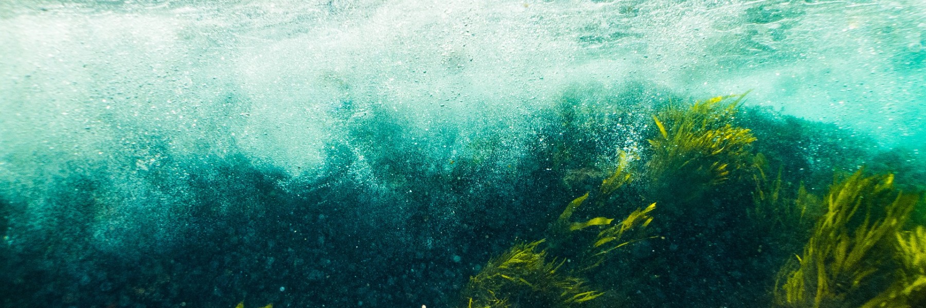 Zeewier in de zee | Foto: Pixabay