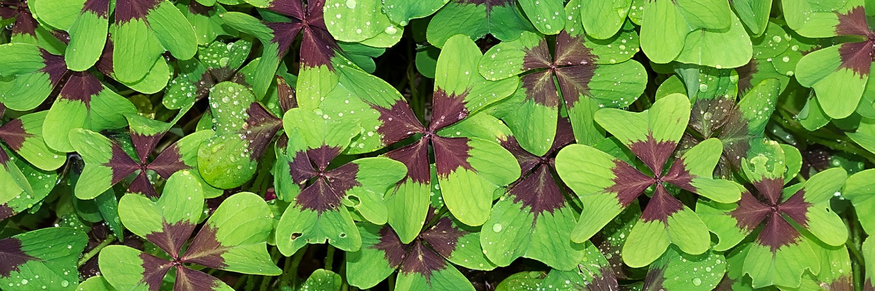 Klavertje vier | Foto: Pixabay