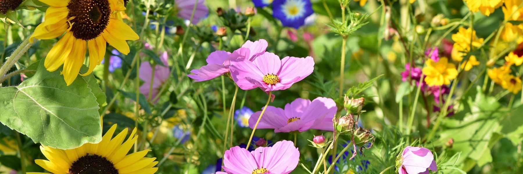 Bloemen wildplukken in de zomer | Foto: Pixabay