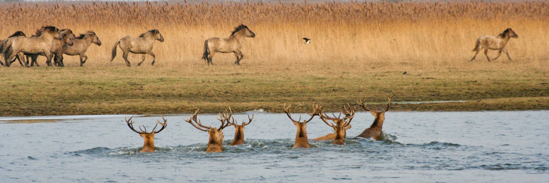 Edelherten in het water