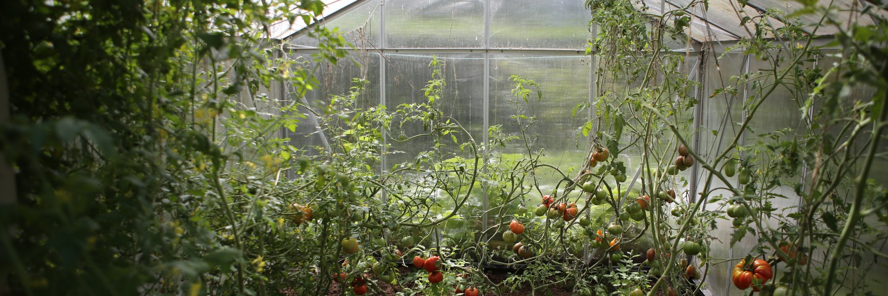 Tomaten uit eigen tuin