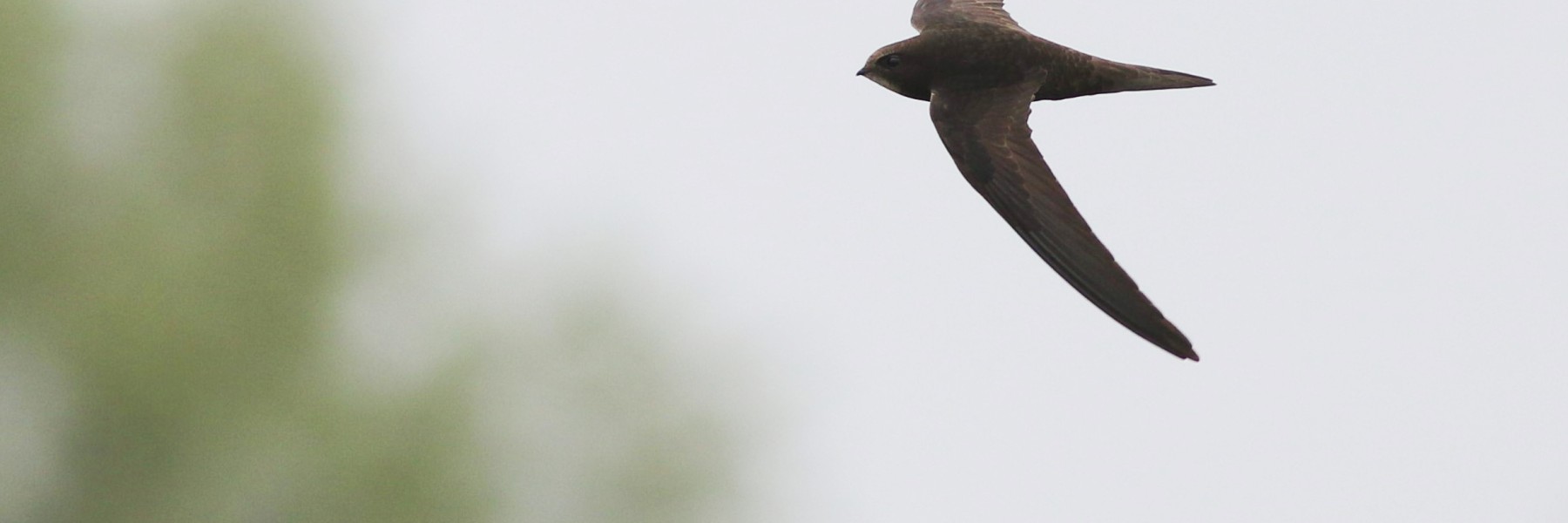 Gierzwaluw | Foto: Jonathan-Leeuwis Staatsbosbeheer