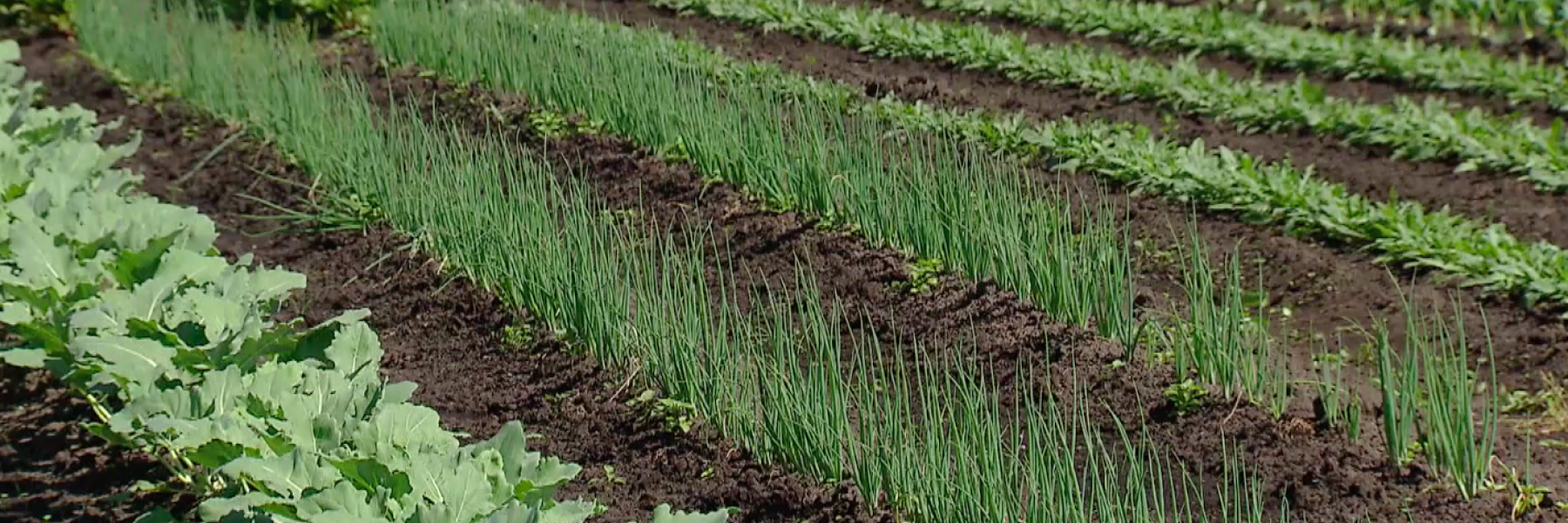 Rijtjes met o.a. raapstelen op het land 