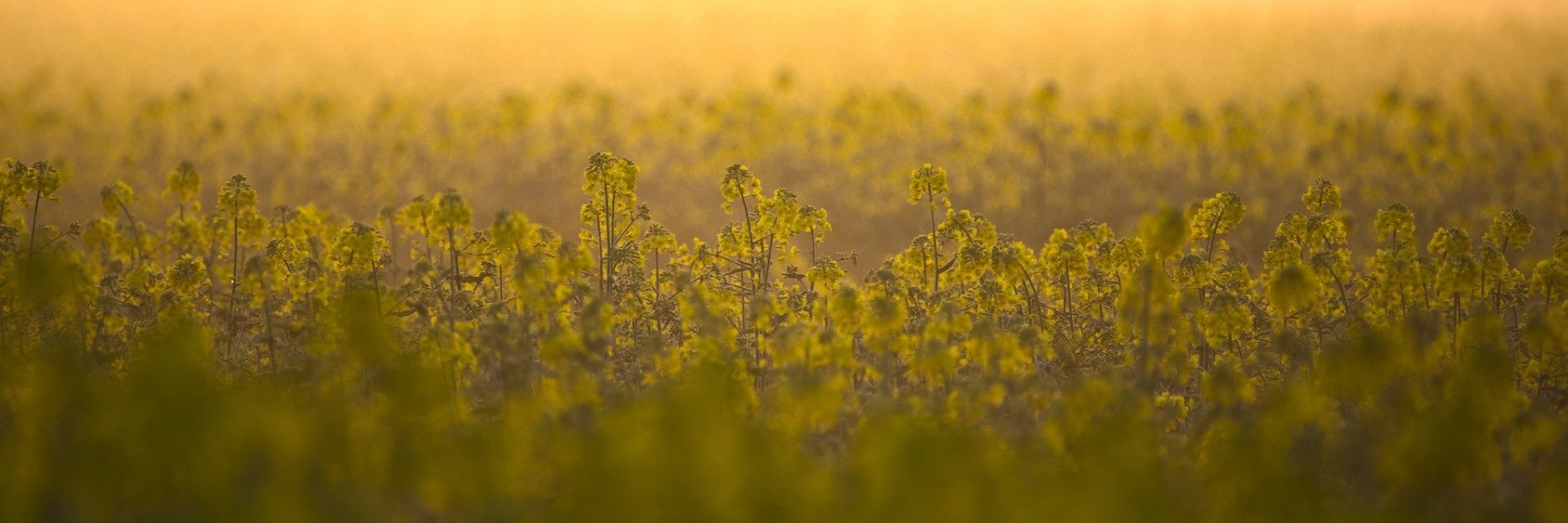 Koolzaad | Foto: Pixabay