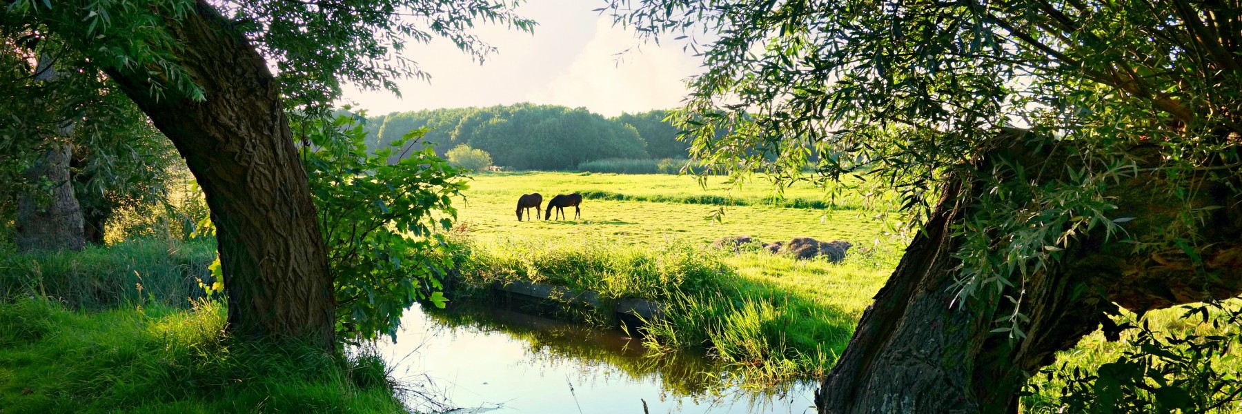 Groen landschap in Nederland | Foto: Pixabay