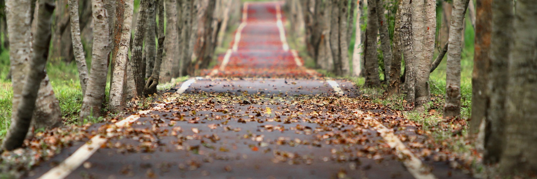 Weg met bladeren in de herfst | Foto: Pixabay