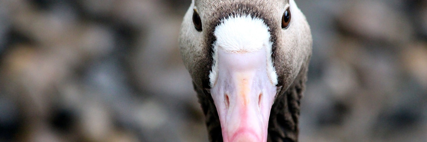 Kolgans van dichtbij | Foto: Pixabay