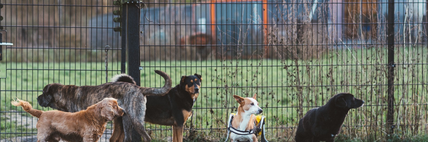 Dierenopvang Almere | Foto: Marjon Lukje