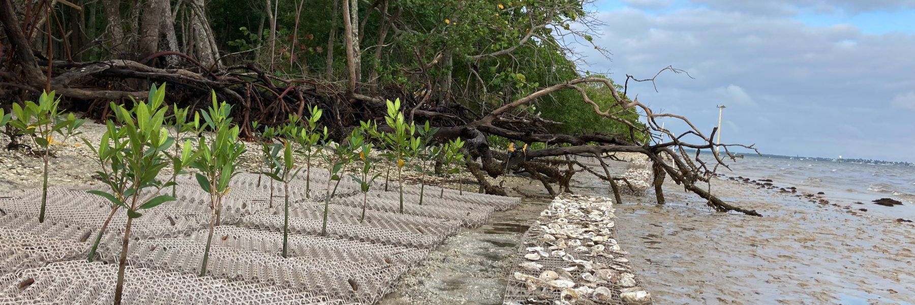 Natuurherstel door de matten van zetmeel