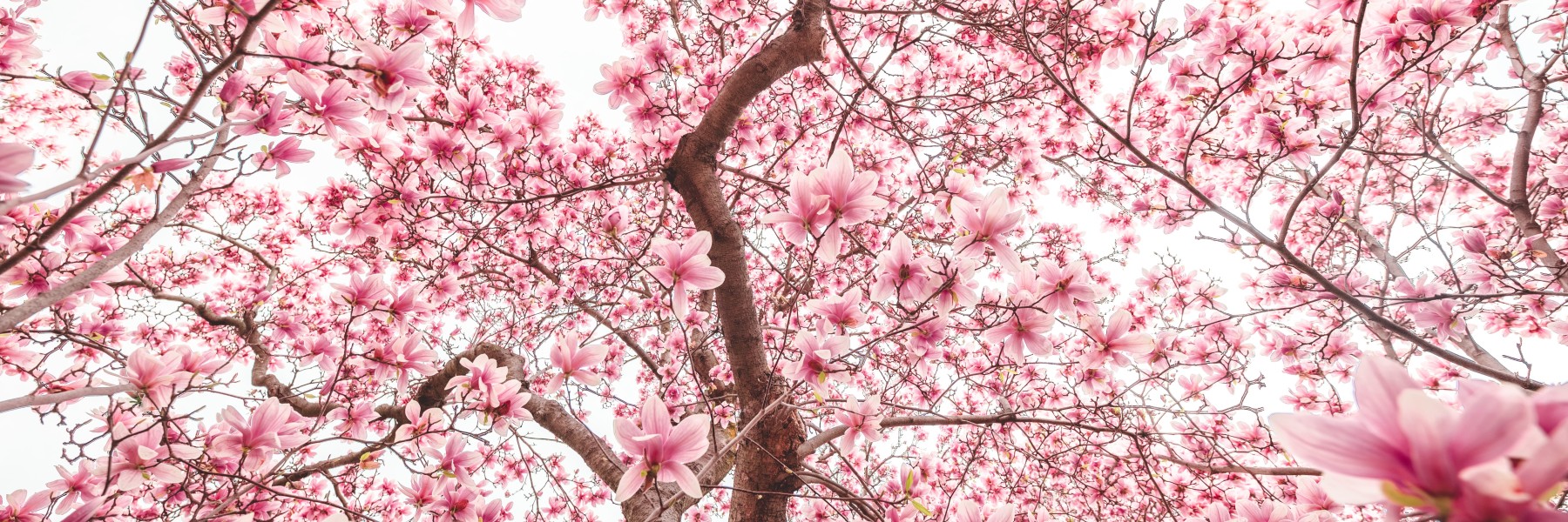 Magnolia | Foto: Unsplash