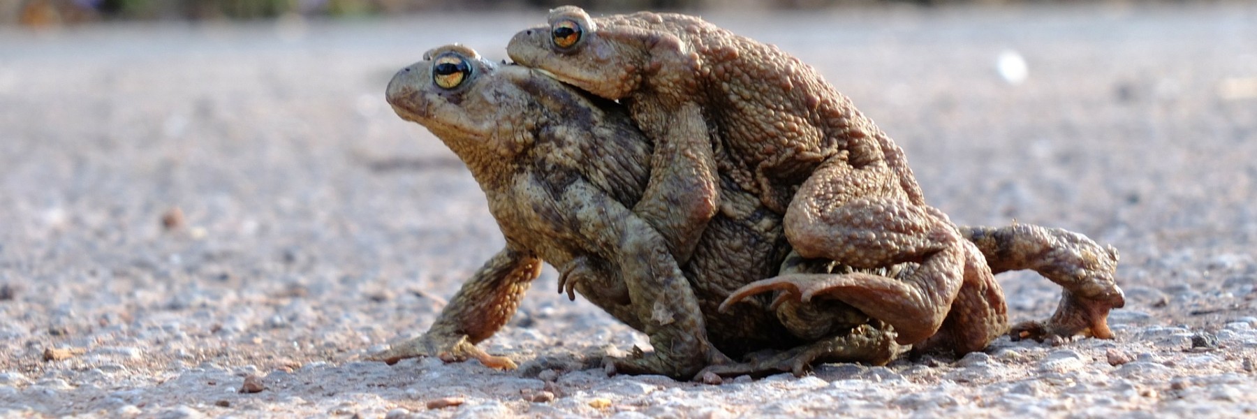 Het is lente en de paddentrek is officieel begonnen