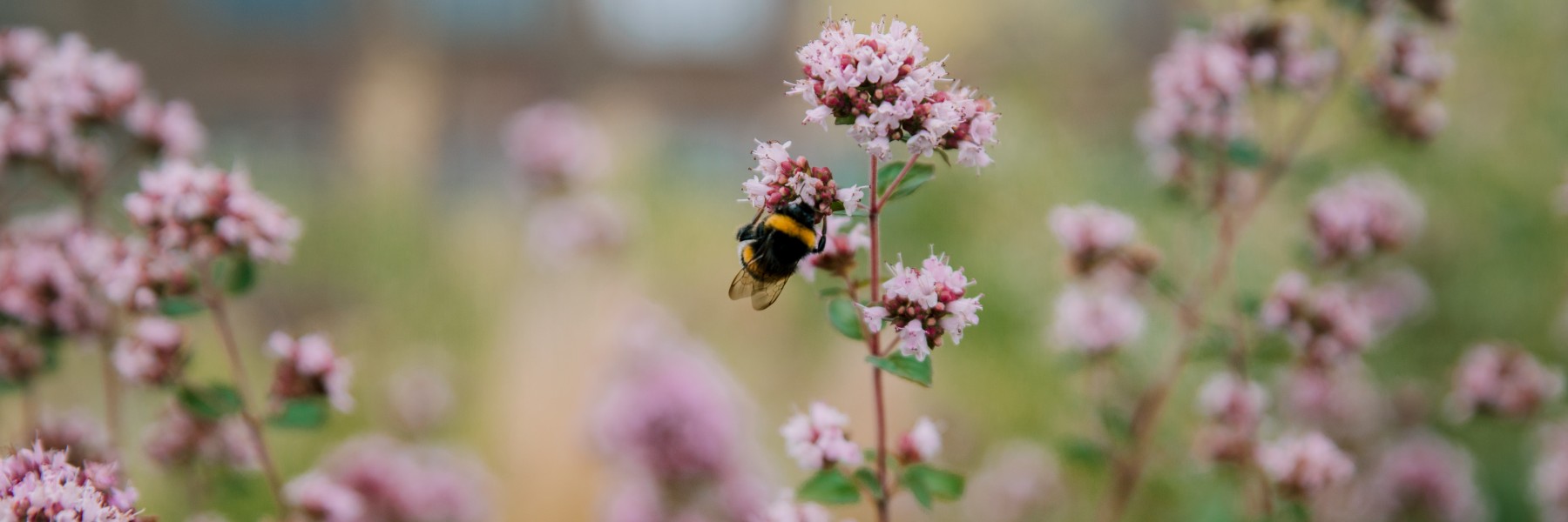 Groene daken | Foto: Sheena Schouwink