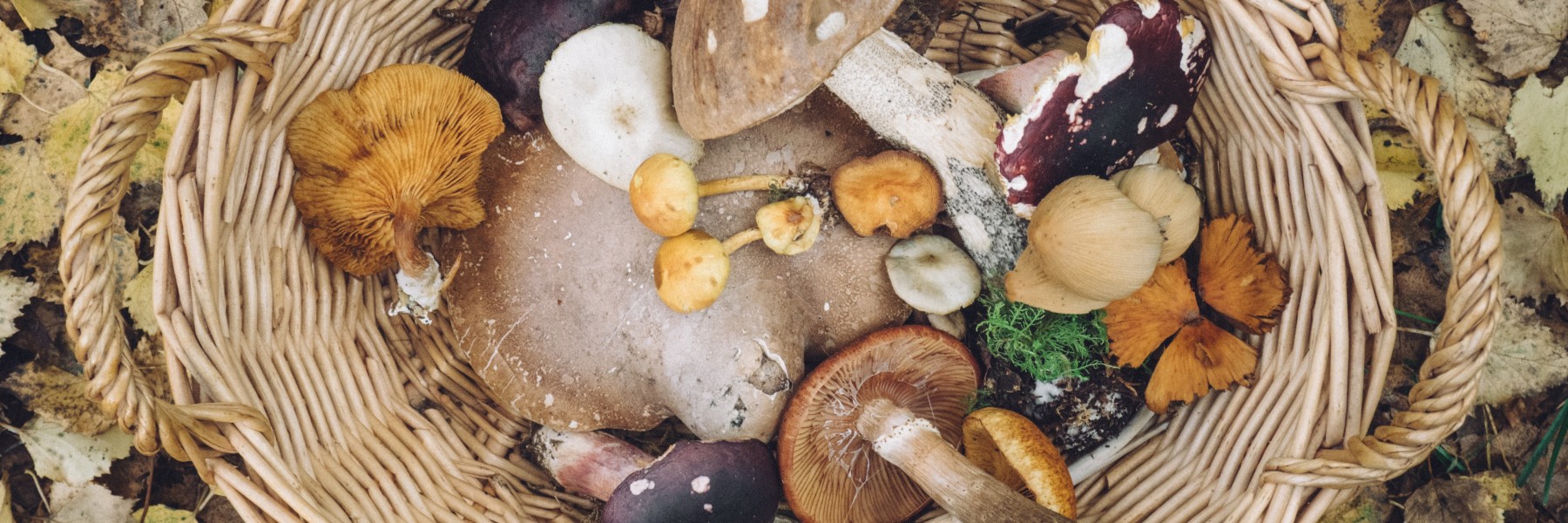 Herfstige paddenstoelen