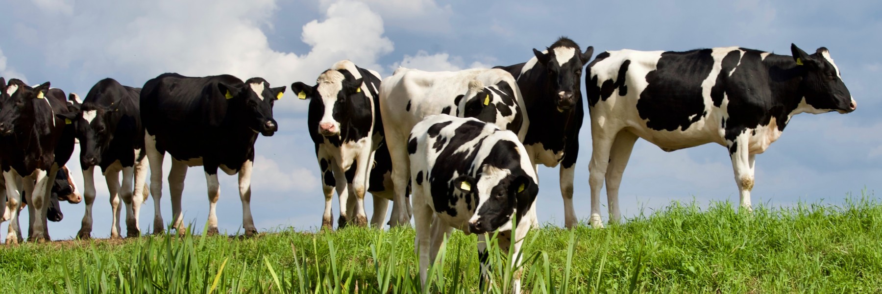 Koeien | Foto: Pexels