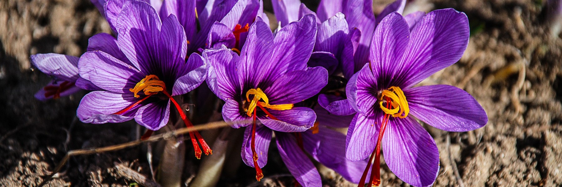 Saffraan krokussen