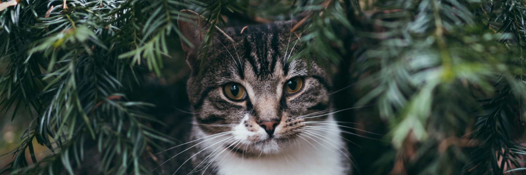 Het St Kattendorp in Harfsen