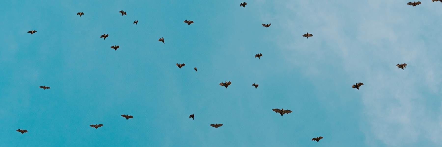 Vleermuizen | Foto: Unsplash