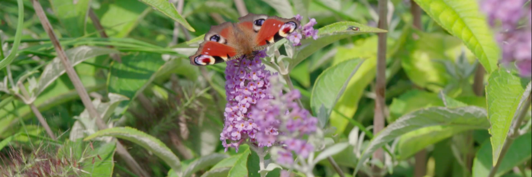 Vlinder op een vlinderstruik | Afbeelding uit de uitzending