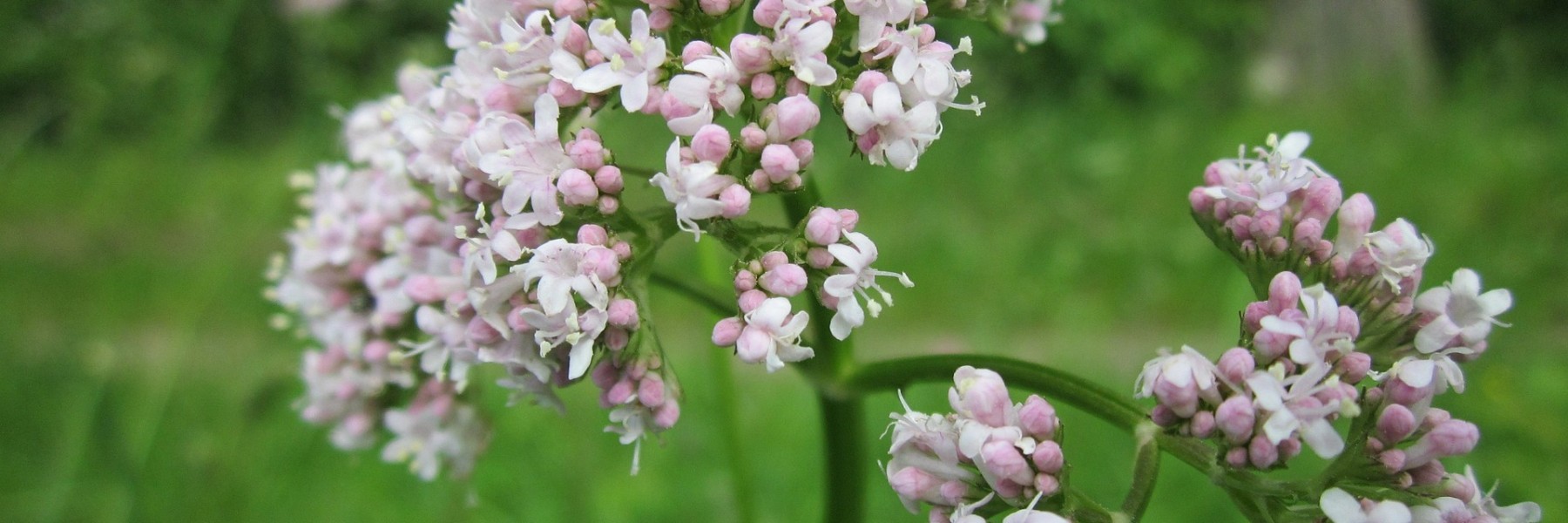 Valeriaan | Foto: Pixabay