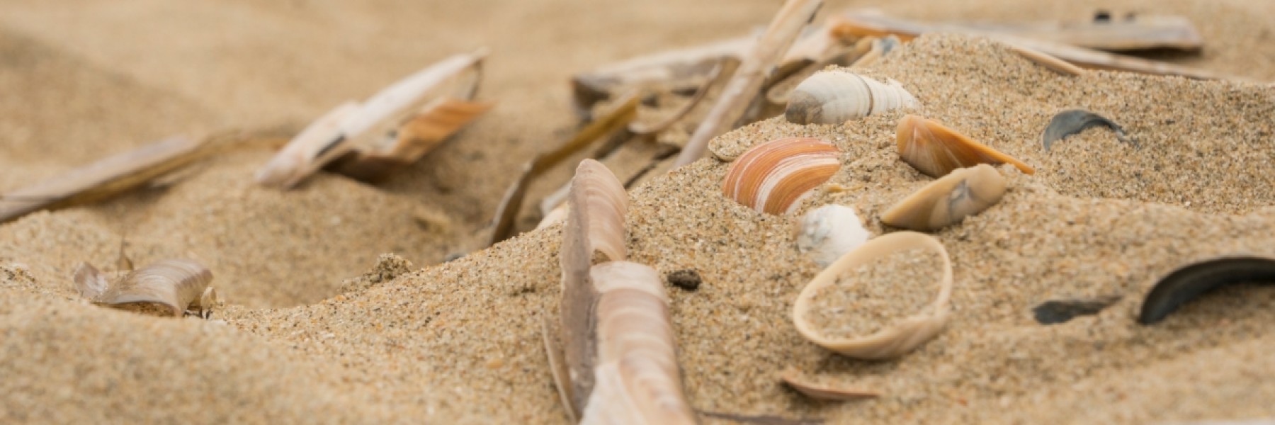 Foto: Celina Polane, Staatsbosbeheer