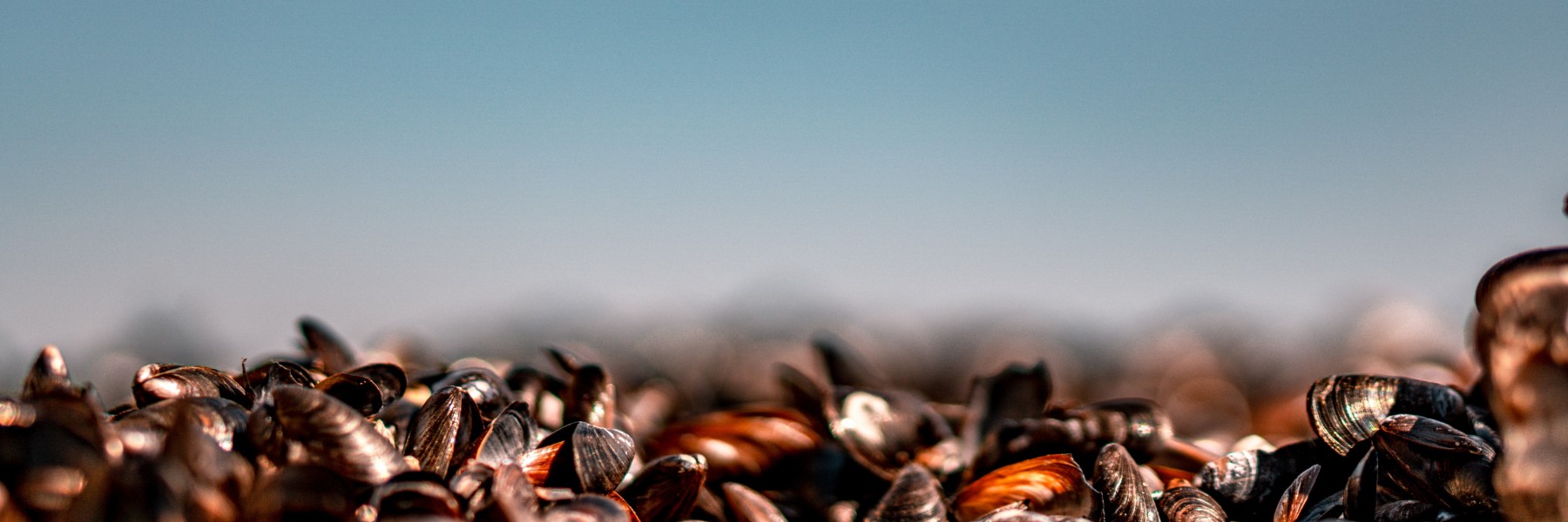 Rauwe mosselen