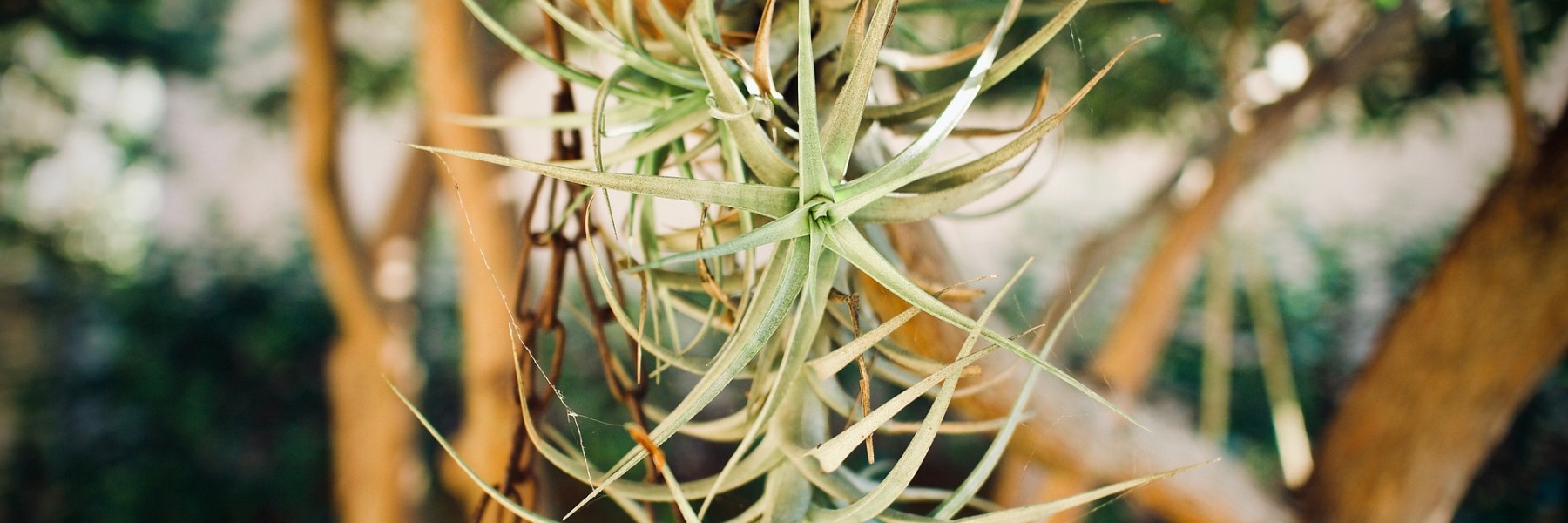 Luchtplantjes - Rogier