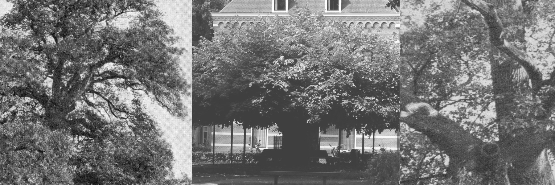 Drie bijzondere bomen | Foto: Joris Jan Hellevoort, uit het boek 'De wortels van ons land'