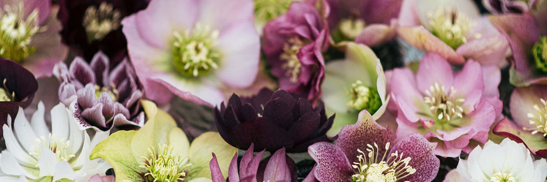 Helleborus tuin in Sellingen | Fotografie: Marjon Lukje