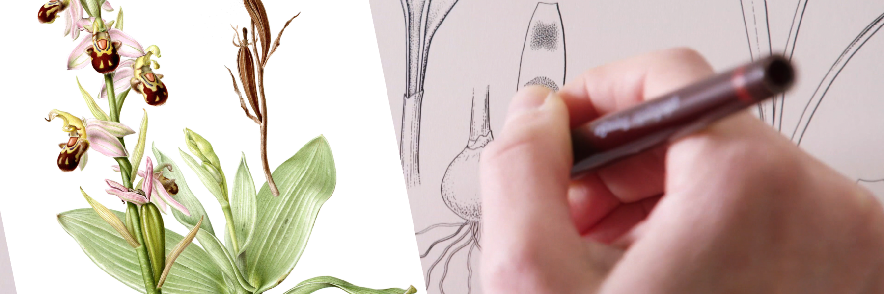 Botanische tekeningen - Esmee Winkel