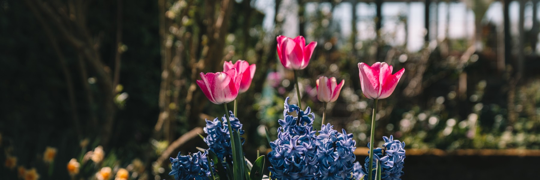 Tulpen en voorjaarsbloeiers in de tuin in Lutjebroek | Fotografie: Sheena Schouwink