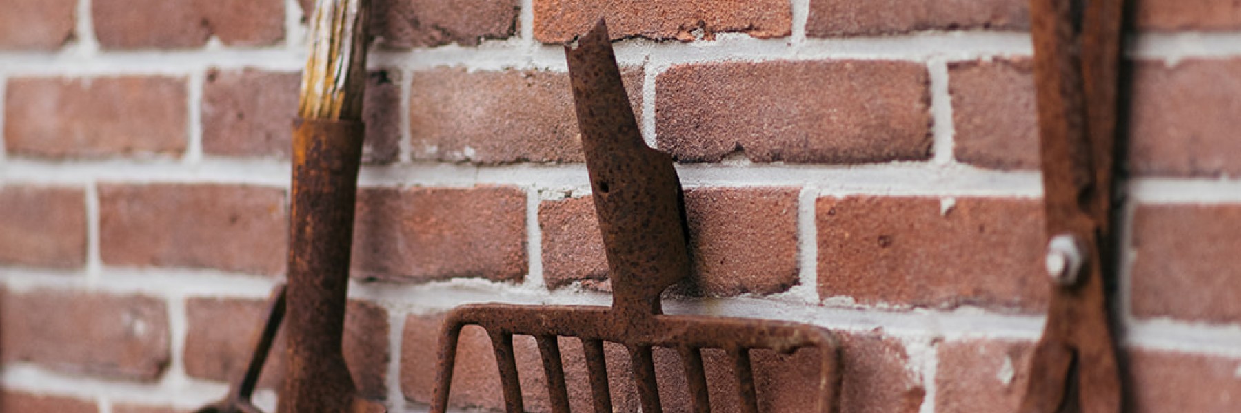 Helleborussen tuin in Sellingen | Fotografie: Marjon Lukje