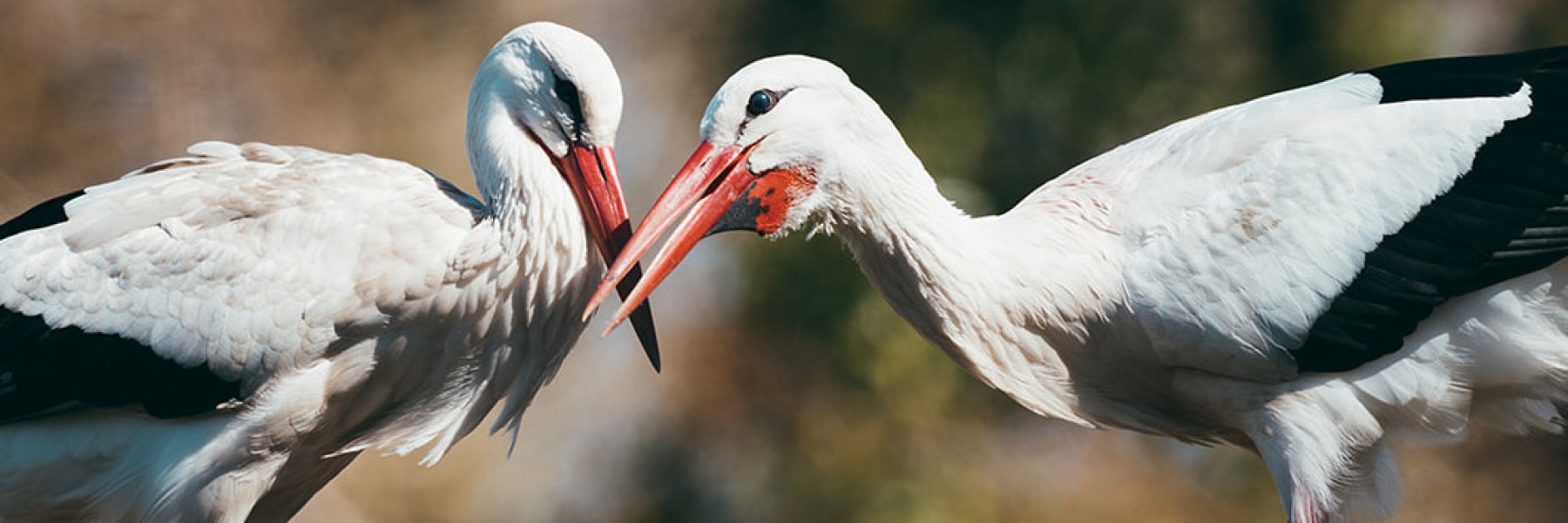 Ooievaarsstation De Lokkerij in Meppel | Fotografie: Marjon Lukje