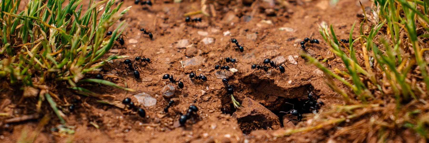 5x tips tegen mieren | Foto: Pexels